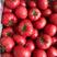 【大吨位供应】普罗旺斯西红柿，4.5斤装，社区团购