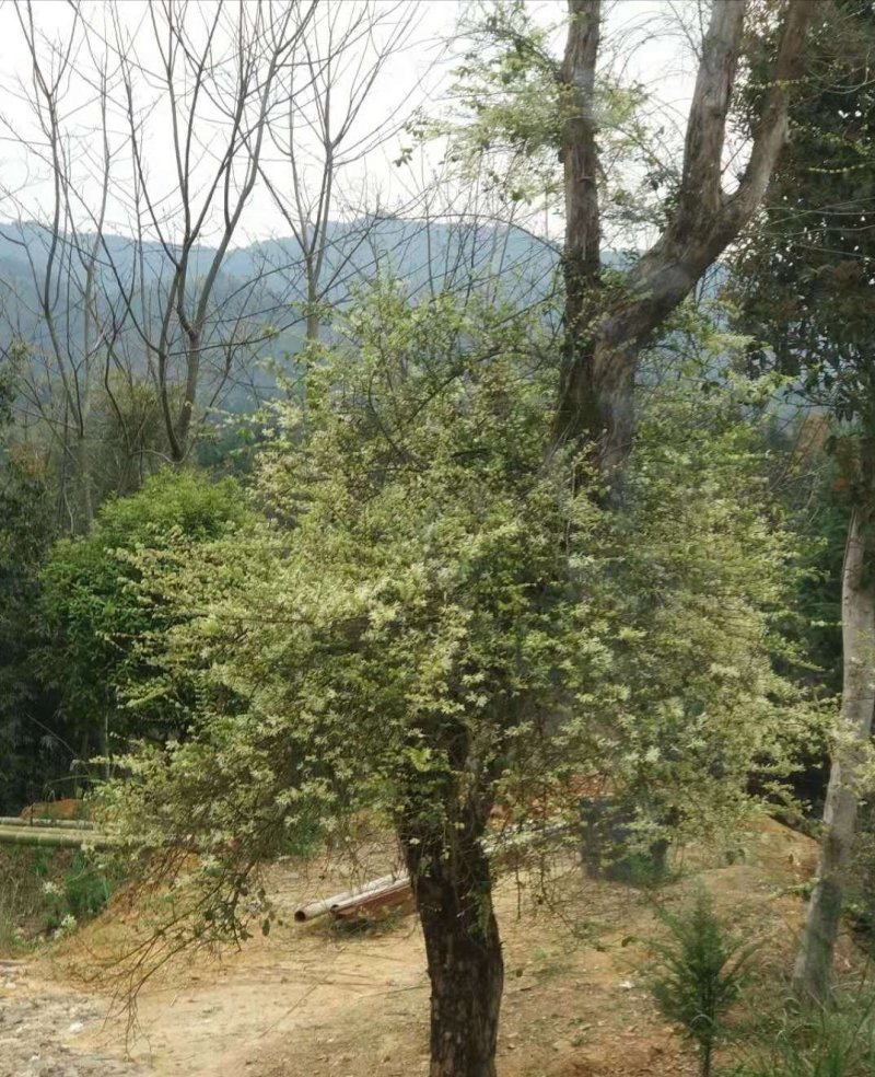 椇树