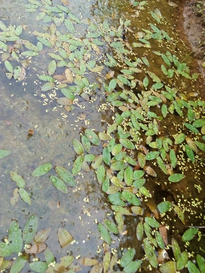 四川省岳池县药水上漂