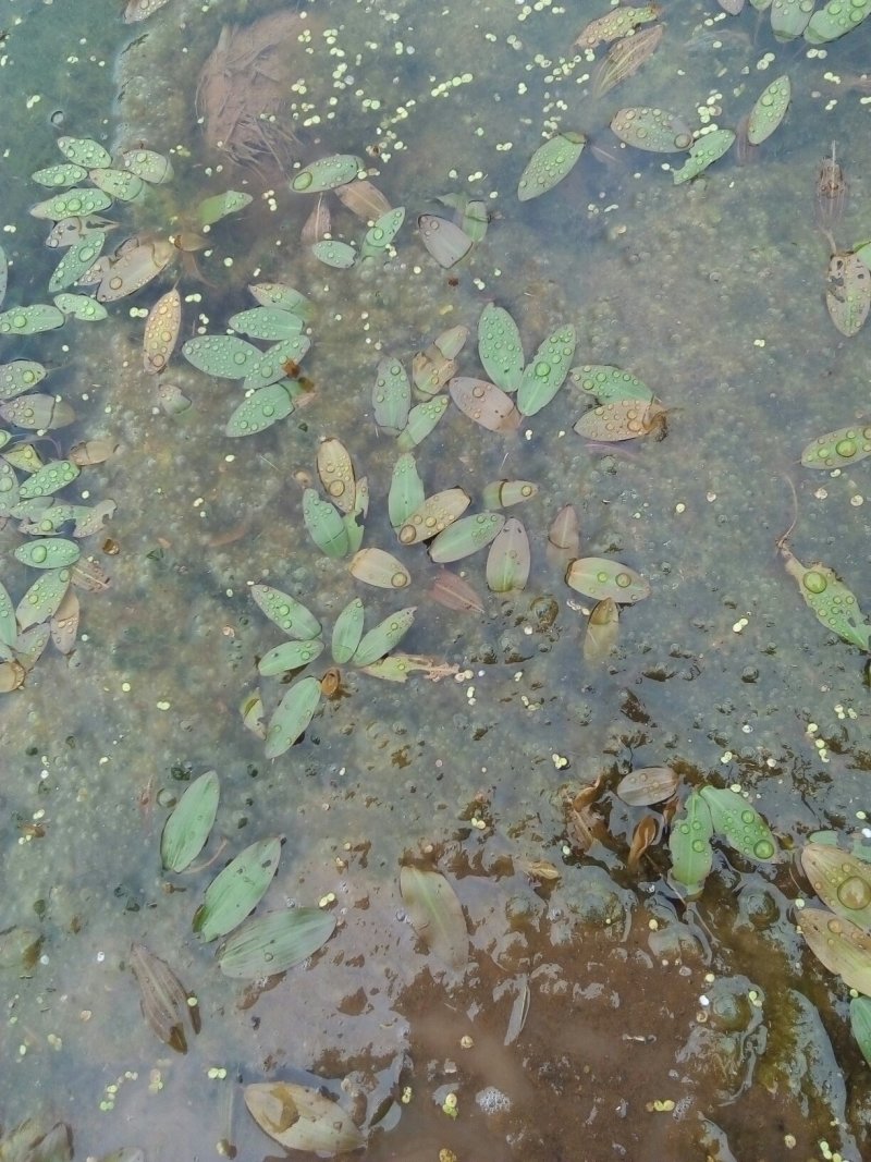 四川省岳池县药水上漂