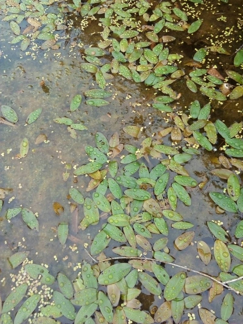 四川省岳池县药水上漂