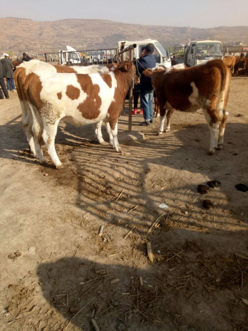 西门塔尔牛，300一400斤，有杂交的，也有纯西门塔尔牛