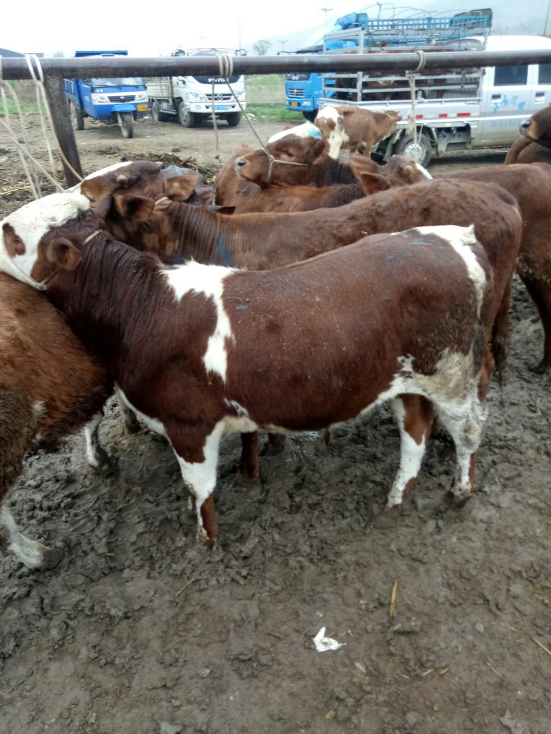 西门塔尔牛犊100~200kg