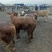 西门塔尔牛犊100~200kg