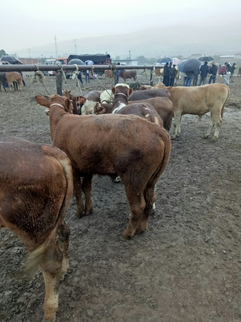 西门塔尔牛犊100~200kg