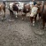 西门塔尔牛犊100~200kg