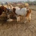 西门塔尔牛犊100~200kg
