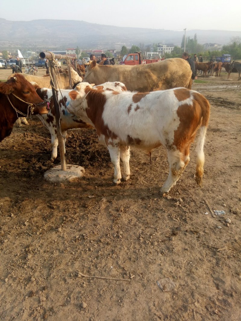 西门塔尔牛犊100~200kg