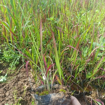 日本血草日本血草大水生植物一手货源基地直供