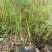 日本血草日本血草大水生植物一手货源基地直供