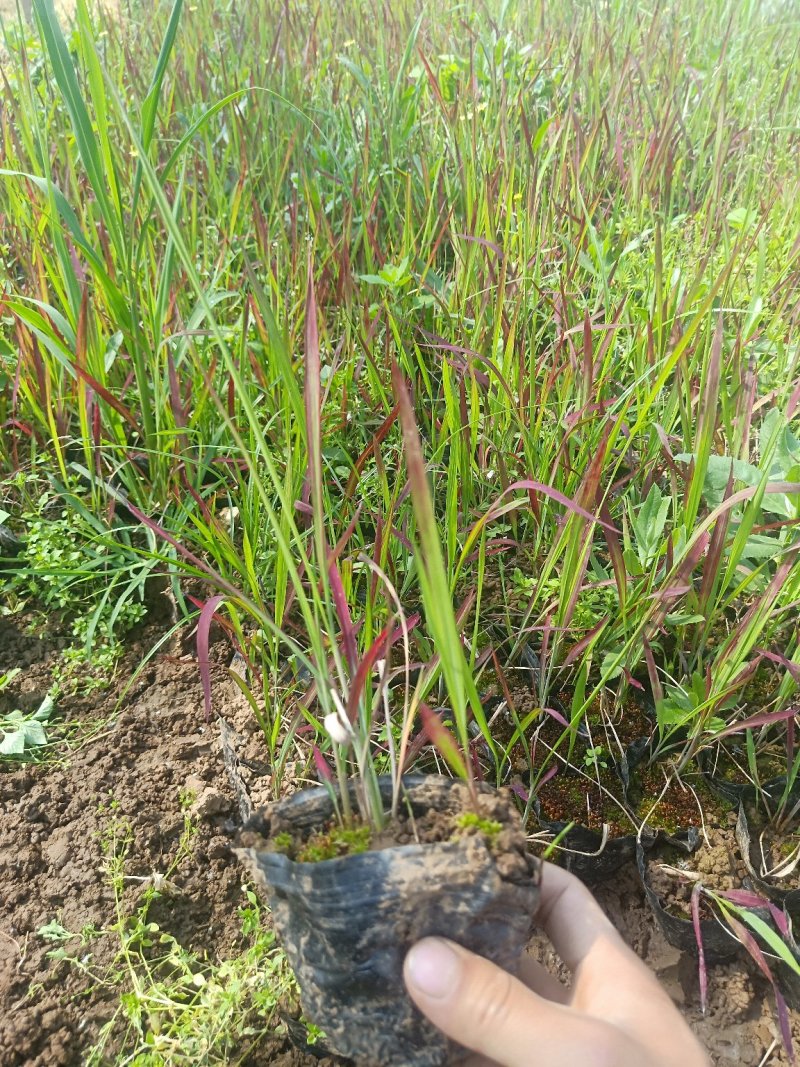 日本血草日本血草大水生植物一手货源基地直供