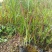 日本血草日本血草大水生植物一手货源基地直供