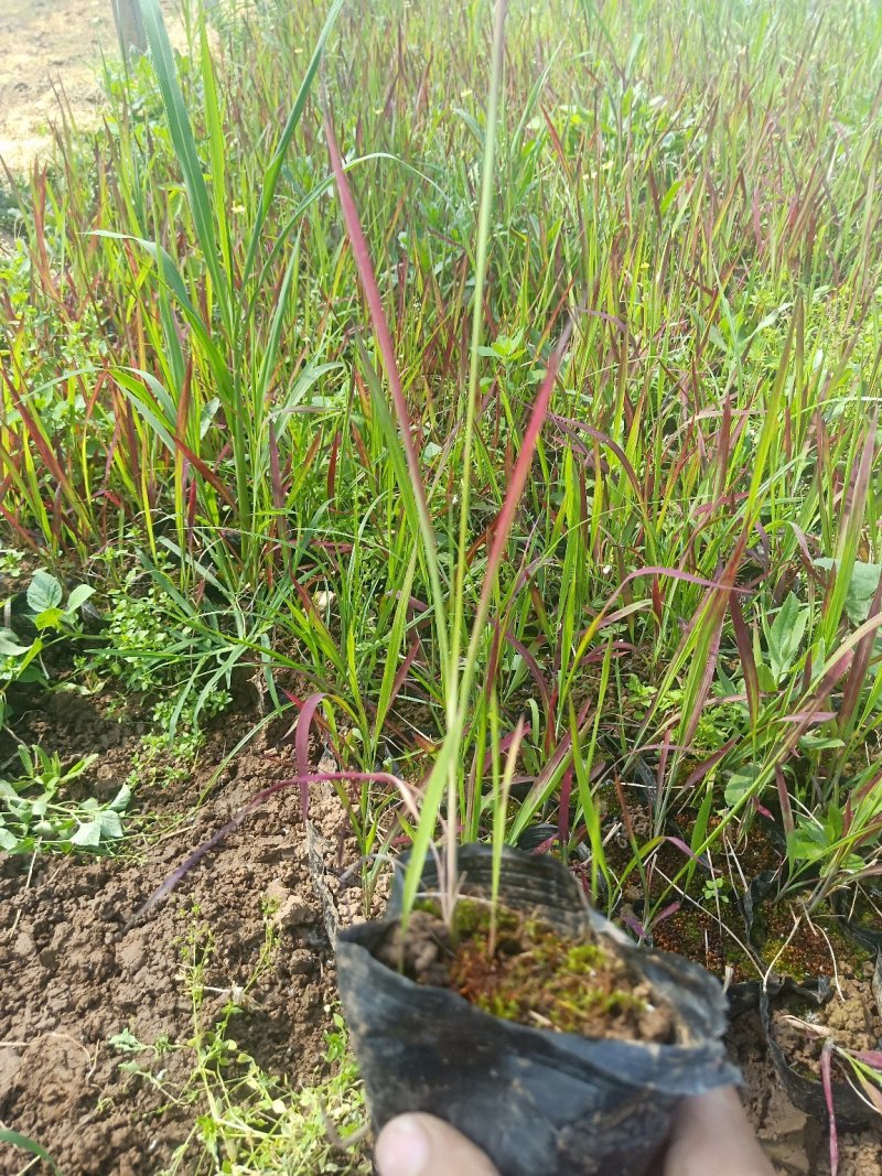日本血草日本血草大水生植物一手货源基地直供