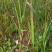 日本血草日本血草大水生植物一手货源基地直供
