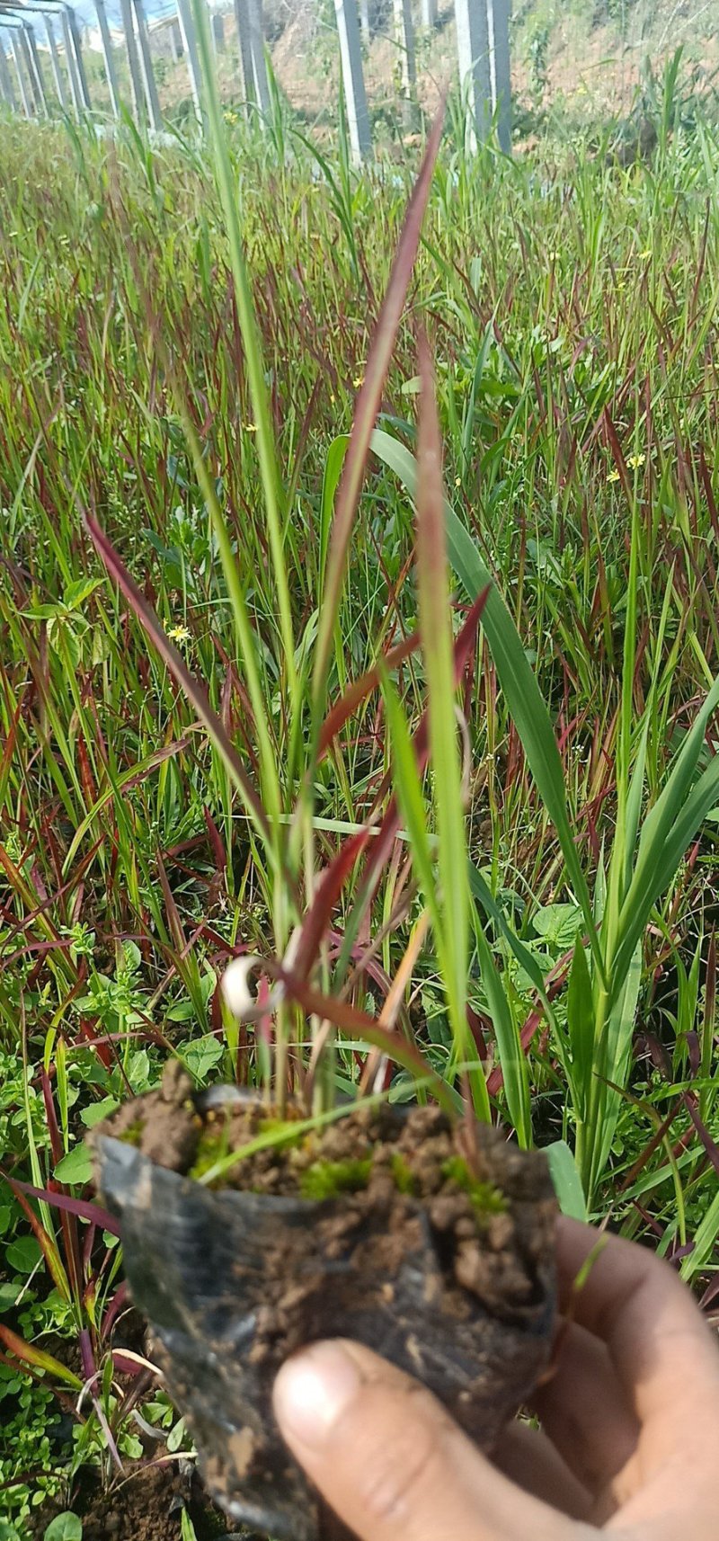 日本血草日本血草大水生植物一手货源基地直供