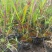 日本血草日本血草大水生植物一手货源基地直供