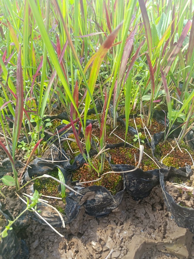 日本血草日本血草大水生植物一手货源基地直供