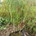 日本血草日本血草大水生植物一手货源基地直供