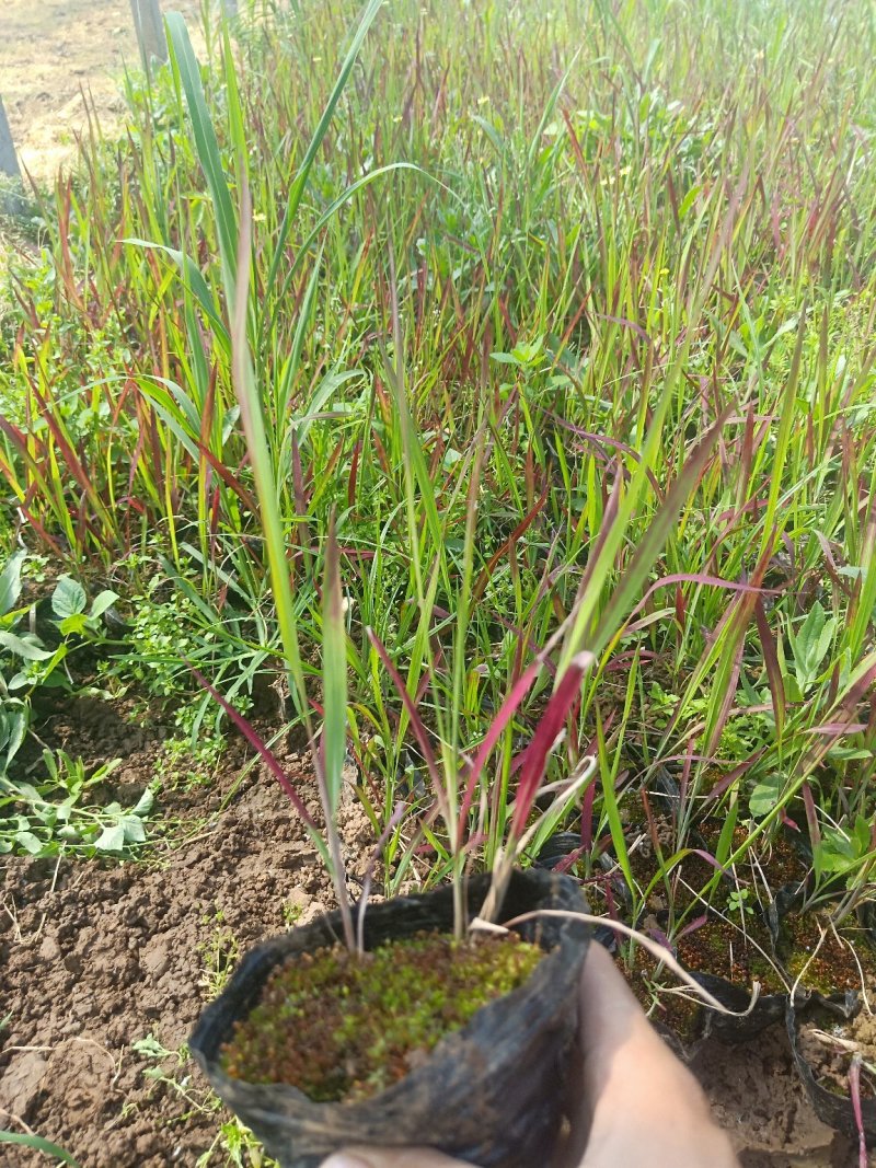 日本血草日本血草大水生植物一手货源基地直供