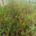 日本血草日本血草大水生植物一手货源基地直供