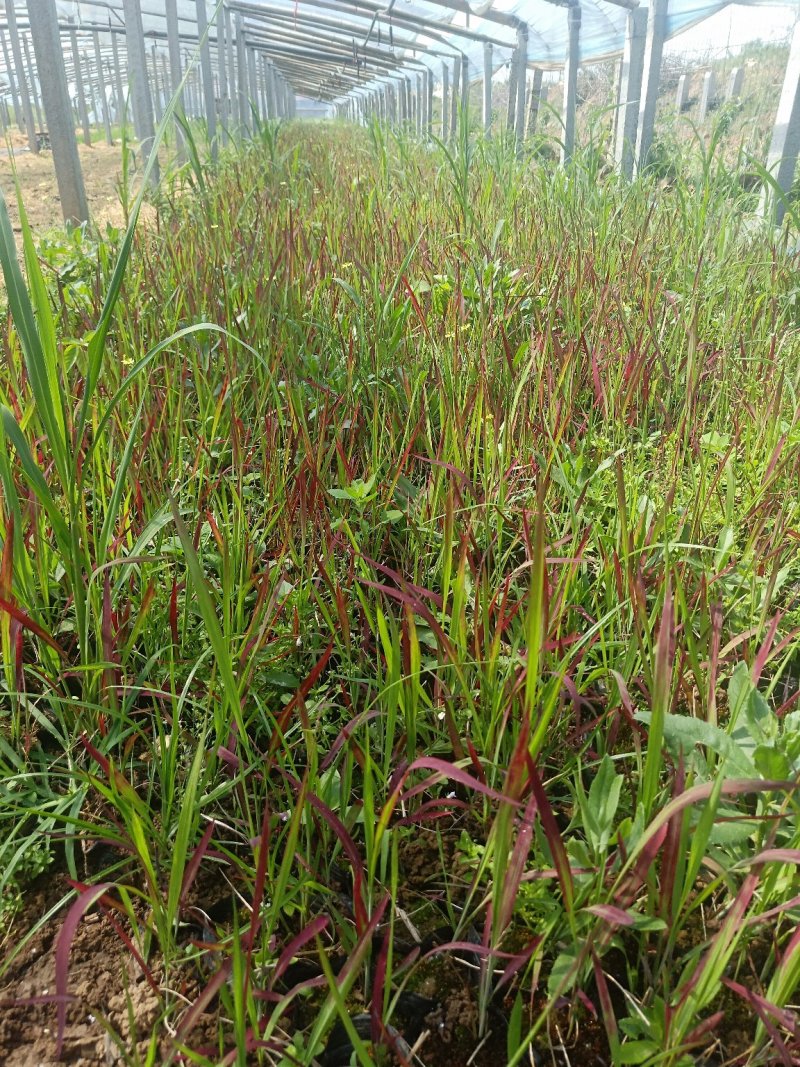 日本血草日本血草大水生植物一手货源基地直供