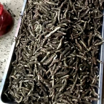 冬虫夏草
