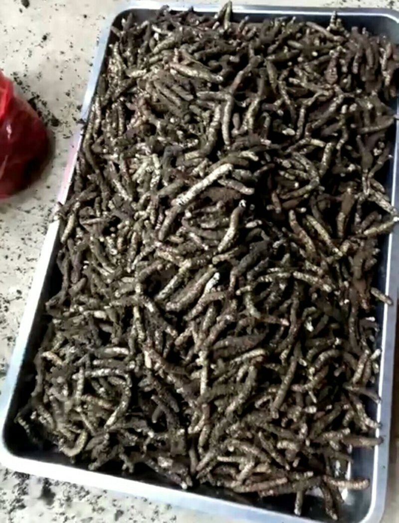 冬虫夏草