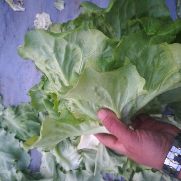 意大利罗马生菜