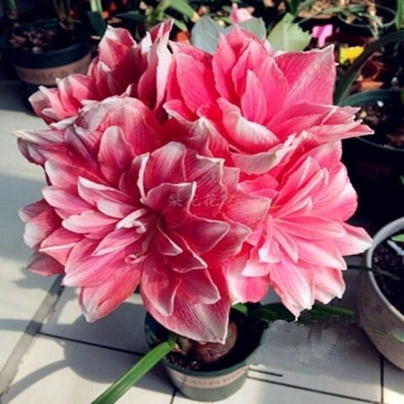 【买一送四】朱顶红种球庭院种植盆栽花卉花苗种子四季开花植