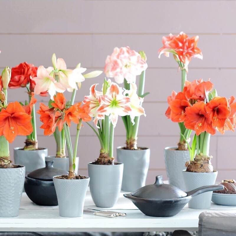 【买一送四】朱顶红种球庭院种植盆栽花卉花苗种子四季开花植