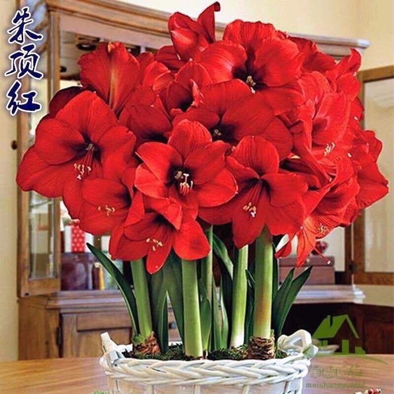 【买一送四】朱顶红种球庭院种植盆栽花卉花苗种子四季开花植