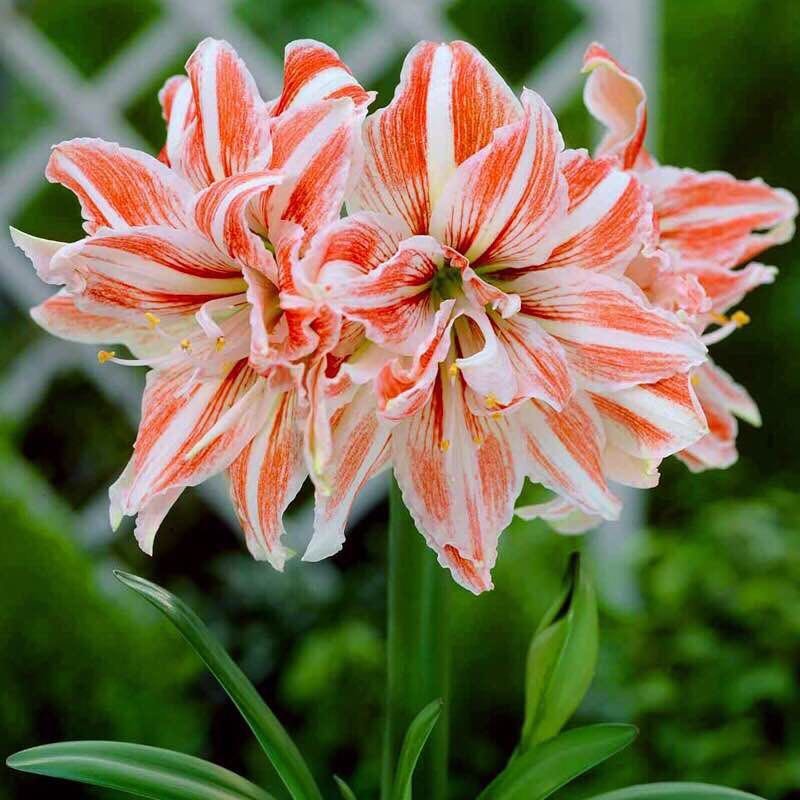 【买一送四】朱顶红种球庭院种植盆栽花卉花苗种子四季开花植