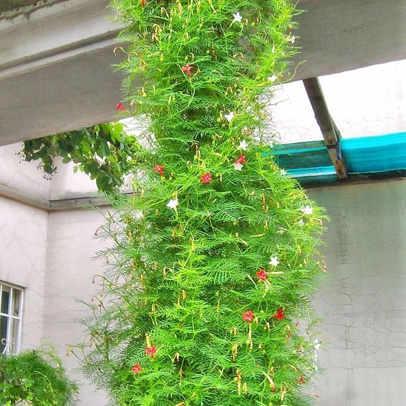 羽叶茑萝花种子四季种易活庭院阳台盆栽爬藤植物开花不断花草