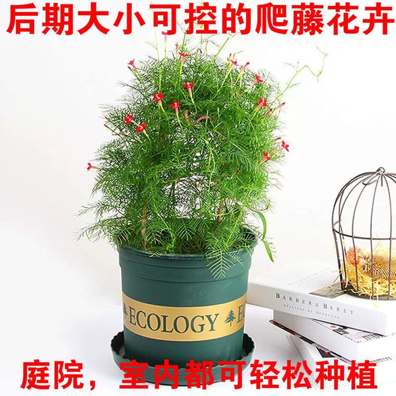 羽叶茑萝花种子四季种易活庭院阳台盆栽爬藤植物开花不断花草