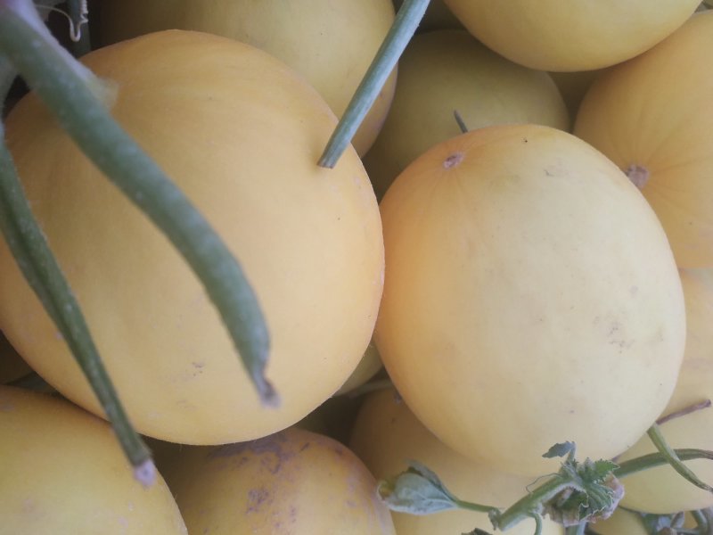 东方密系列甜瓜