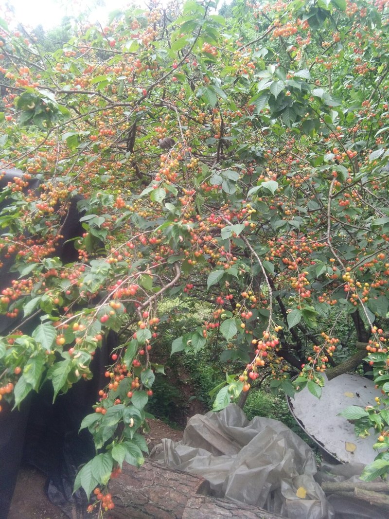 自家土蜂蜜