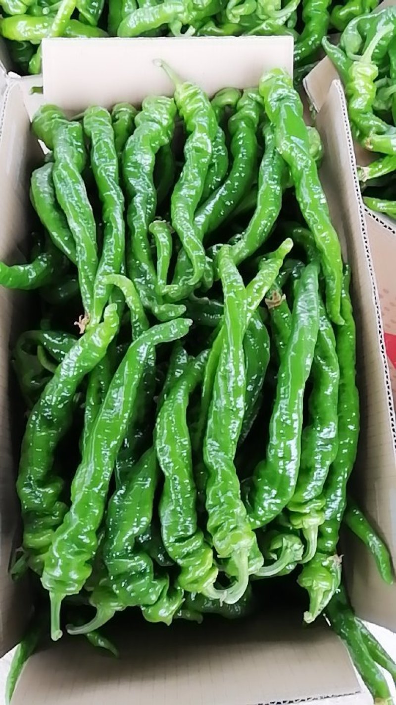 螺丝辣椒