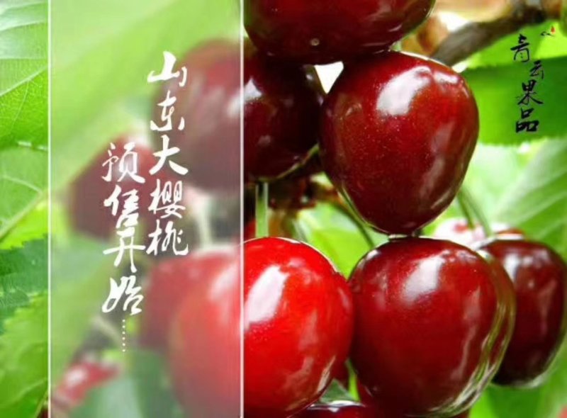 大樱桃