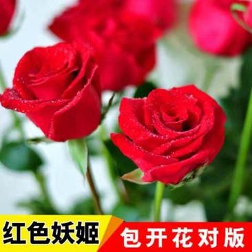 进口玫瑰苗卡罗拉5年大玫瑰花苗月季苗盆栽植物花卉庭院盆栽