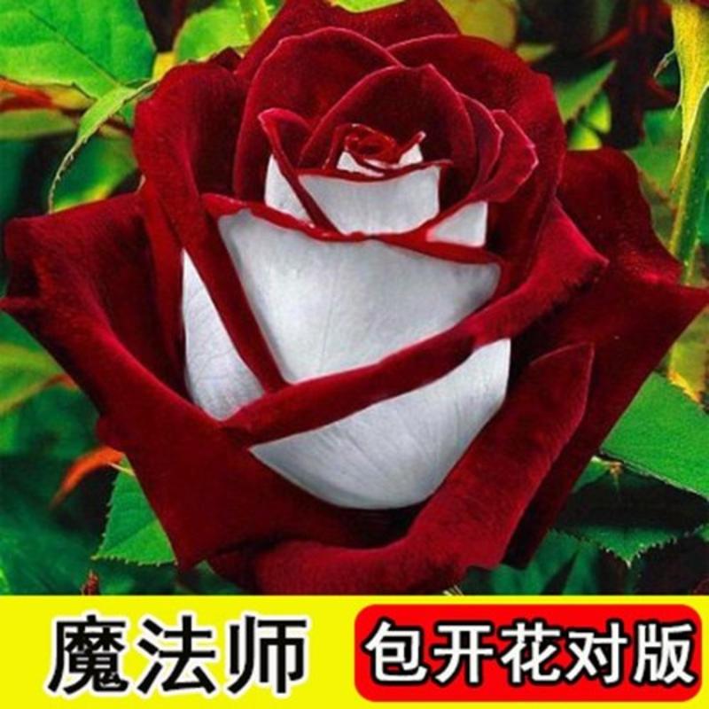 进口玫瑰苗卡罗拉5年大玫瑰花苗月季苗盆栽植物花卉庭院盆栽