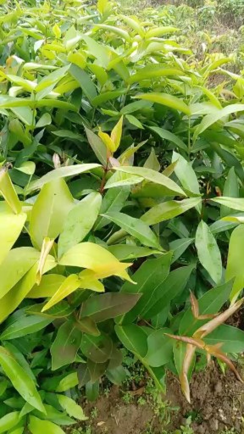 黑金刚莲雾苗大叶红莲雾苗盆栽庭院种植果树带泥球发货