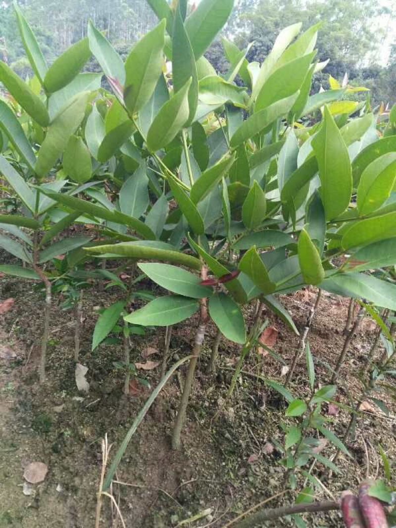 黑金刚莲雾苗大叶红莲雾苗盆栽庭院种植果树带泥球发货