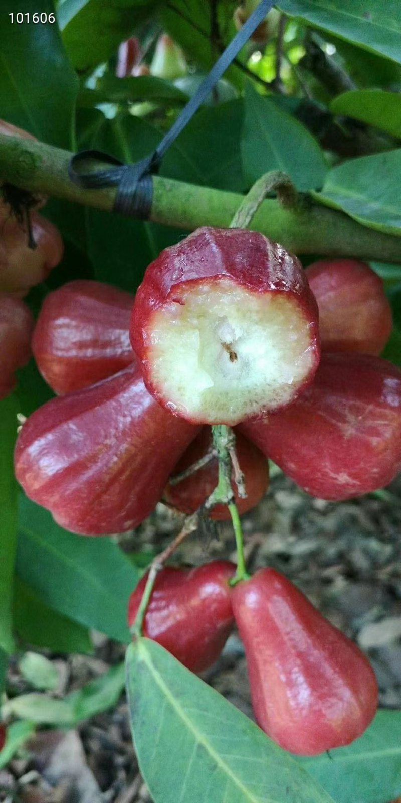 黑金刚莲雾苗大叶红莲雾苗盆栽庭院种植果树带泥球发货