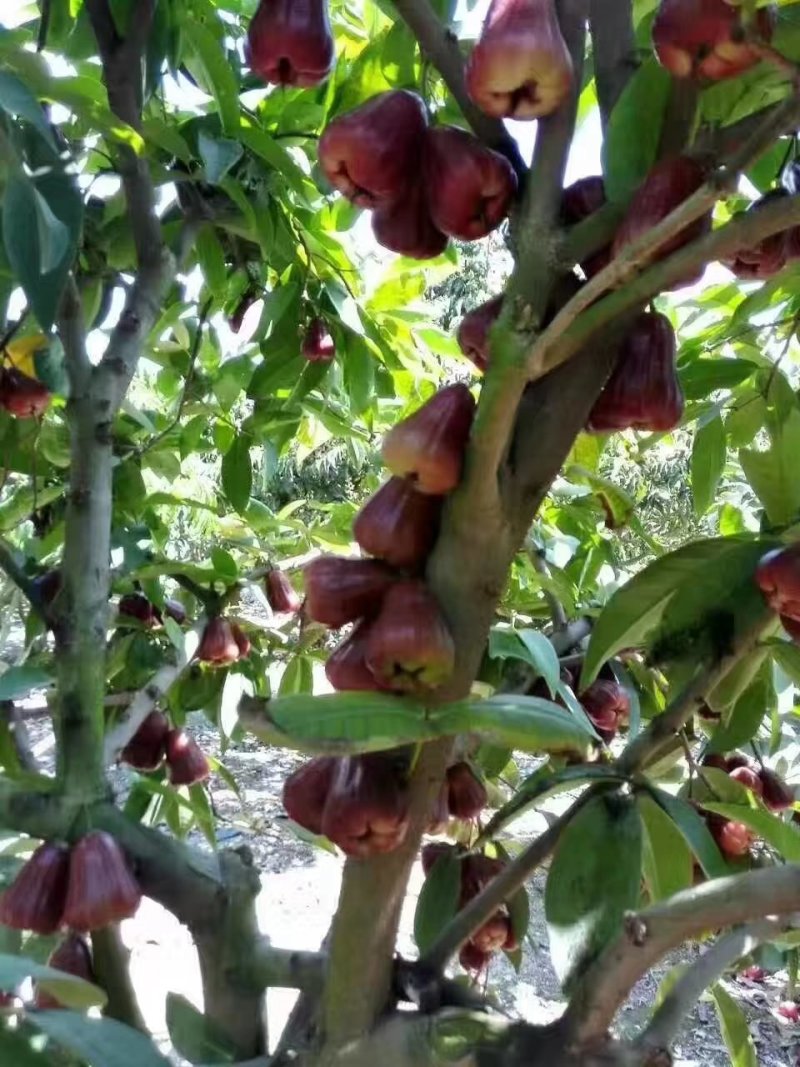 黑金刚莲雾苗大叶红莲雾苗盆栽庭院种植果树带泥球发货