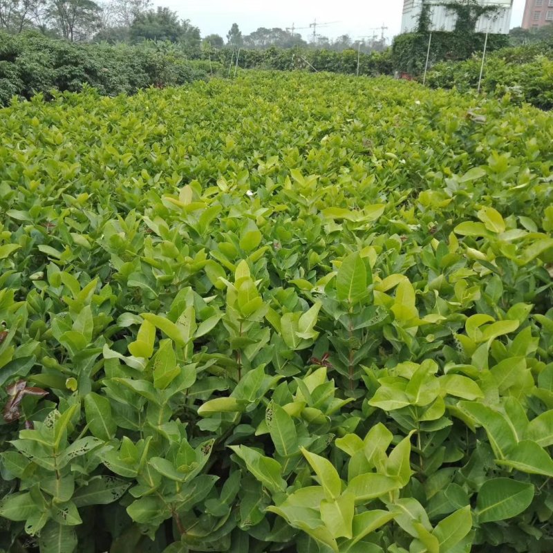 黑金刚莲雾苗大叶红莲雾苗盆栽庭院种植果树带泥球发货