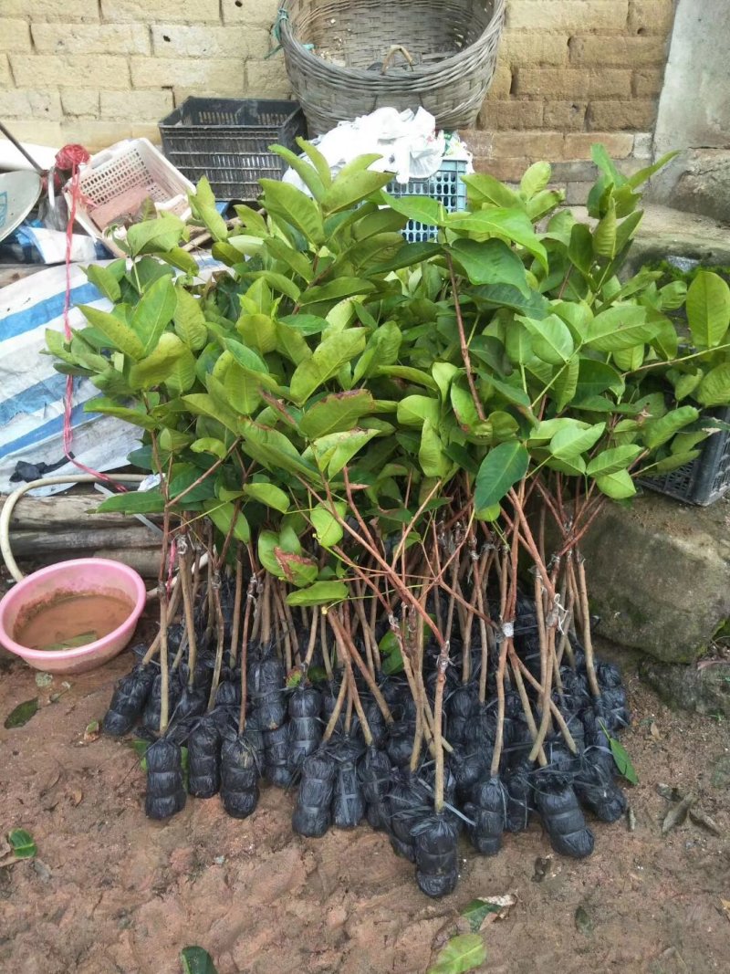 黑金刚莲雾苗大叶红莲雾苗盆栽庭院种植果树带泥球发货