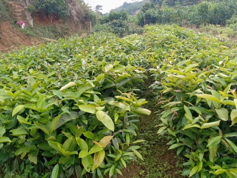 黑金刚莲雾苗大叶红莲雾苗盆栽庭院种植果树带泥球发货