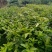 黑金刚莲雾苗大叶红莲雾苗盆栽庭院种植果树带泥球发货