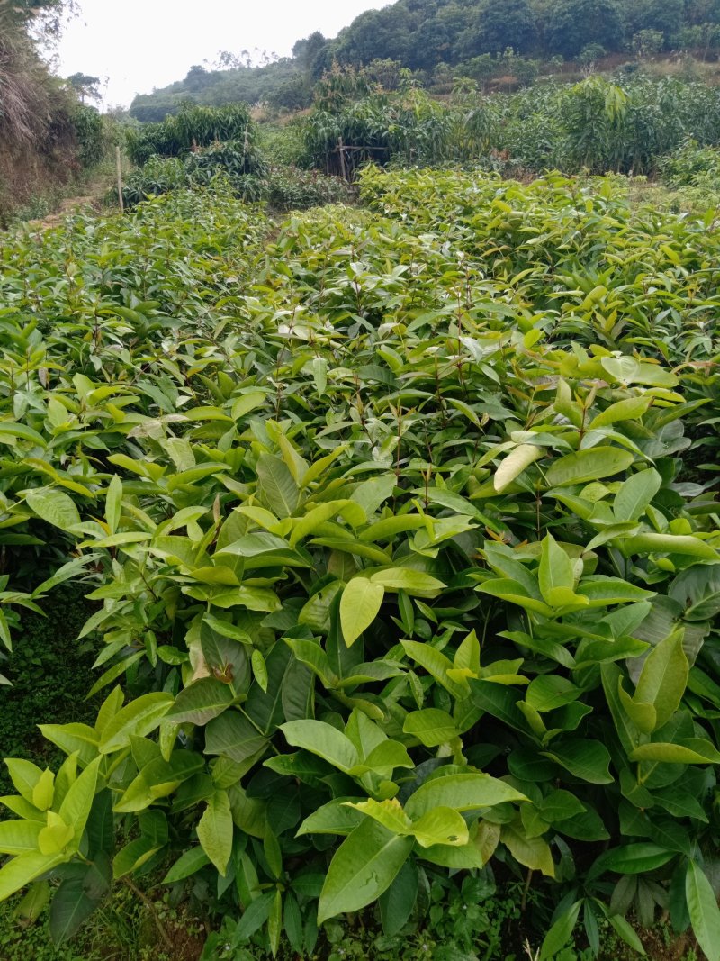 黑金刚莲雾苗大叶红莲雾苗盆栽庭院种植果树带泥球发货
