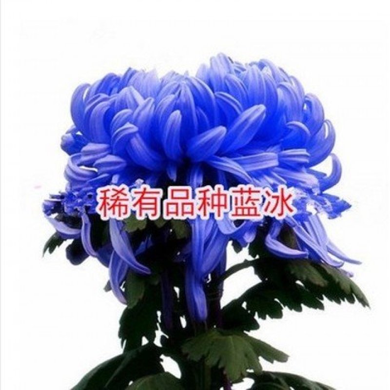 菊花种子500粒+盆土肥料】多种可选花卉草种